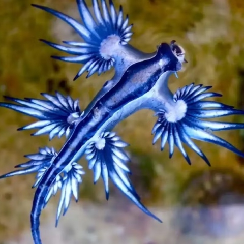 Η Ισπανία κλείνει την παραλία Costa Blanca λόγω των επικίνδυνων «μπλε δράκων»