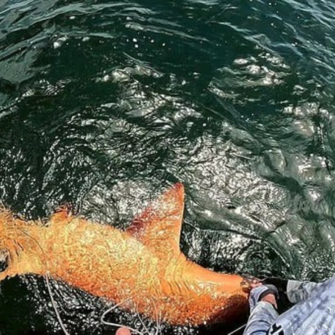 Πορτοκαλί καρχαρίας