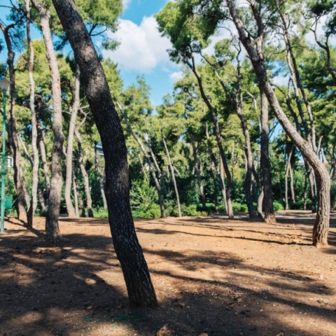 Το Άλσος Χωροφυλακής