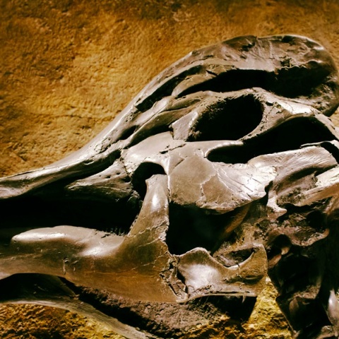 Ανακάλυψη σπάνιου απολιθώματος στην Ινδία φέρνει στο φως την εποχή των δεινοσαύρων