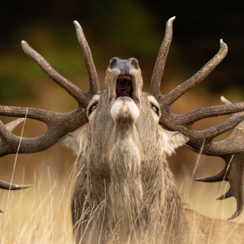 φωτογραφία, ταρανδος