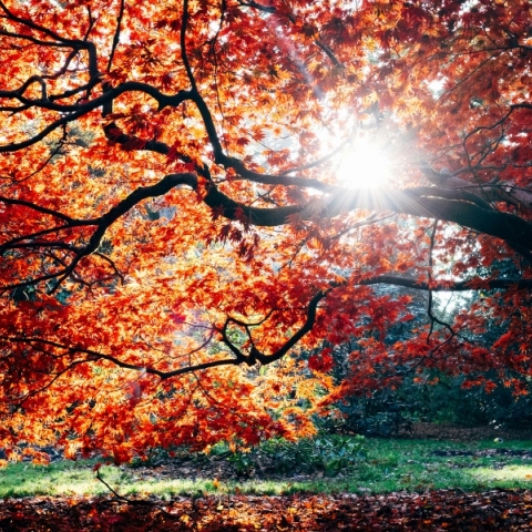 Εορτολόγιο, δασος