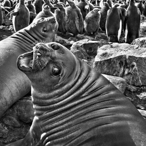 Σεμπαστιάο Σαλγκάδο | Αναδρομική 1944–2025