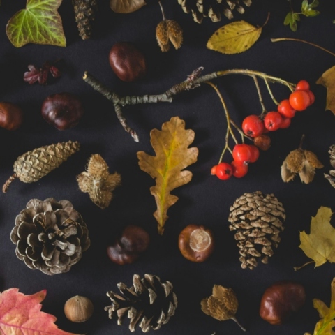 φυλλα, κουκουναρια, κλαδια