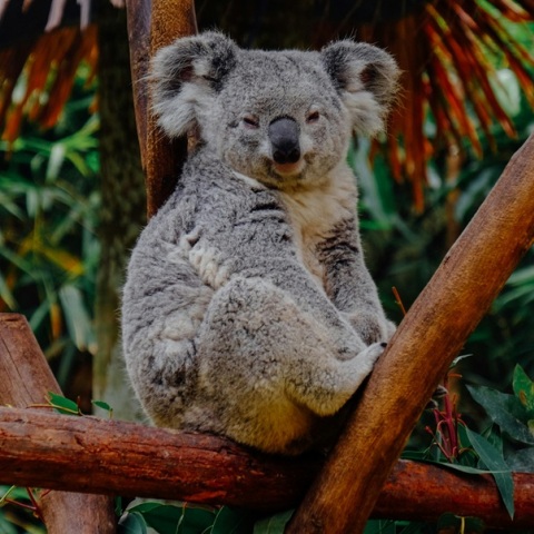 Αυστραλία: SOS για τα κοάλα, εξαφανίζονται από χλαμύδια - Εγκρίθηκε το πρώτο εμβόλιο για να σωθούν