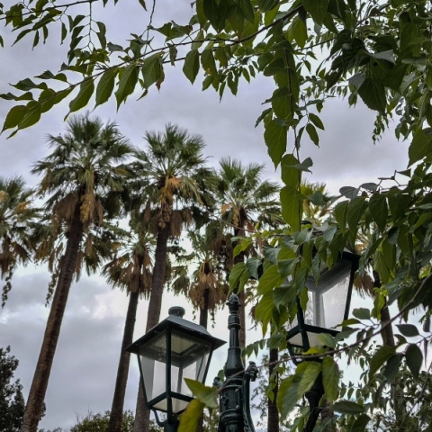 καιρός, συννεφα, δεντρα