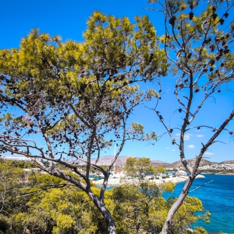 καιρός, θαλασσα, δεντρα