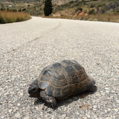 χελώνα να προσπαθεί να διασχίσει τον δρόμο