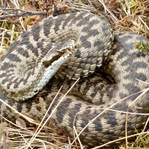 Λαμία: Οχιά δάγκωσε ποδοσφαιριστή την ώρα της προπόνησης
