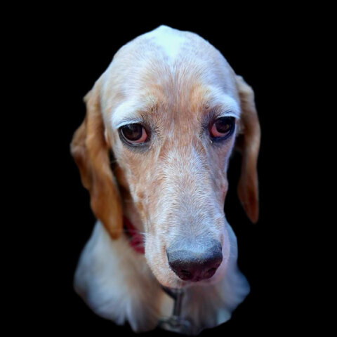 Παγκόσμια Ημέρα Ζώων: Όταν τα ζώα μάς κοιτούν στα μάτια