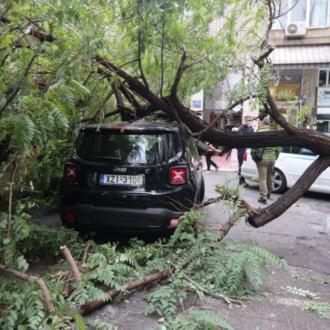 Πτώση δέντρου στην οδό Μπενάκη – Καταπλάκωσε αυτοκίνητο