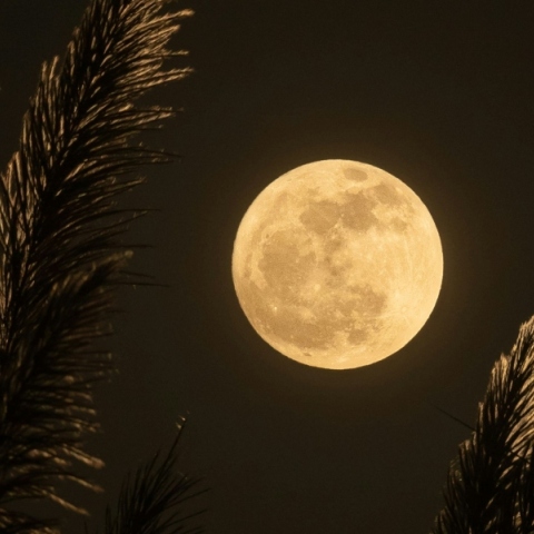 Πανσέληνος 