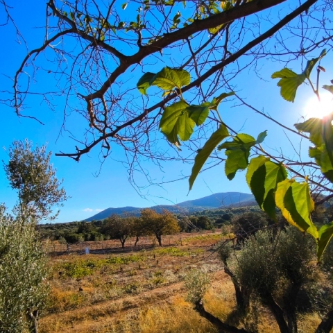 καιρος, δασος, ηλιος