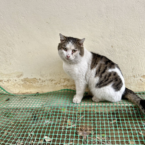 Οι γάτες της Αθήνας