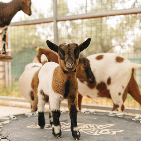 Άμπελος Βοχαϊκού: Η φάρμα με τα διασωσμένα ζώα