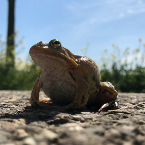 Ανακαλύφθηκαν τρία νέα είδη ζώων σε απομονωμένο νησί της Αυστραλίας