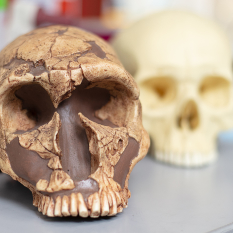 Οι πρόγονοι του ανθρώπου εκτέθηκαν σε μόλυβδο πριν από δύο εκατομμύρια χρόνια