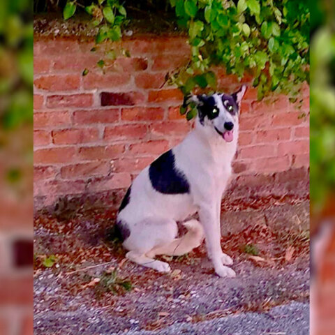 Αδέσποτα ζώα στην Ελλάδα