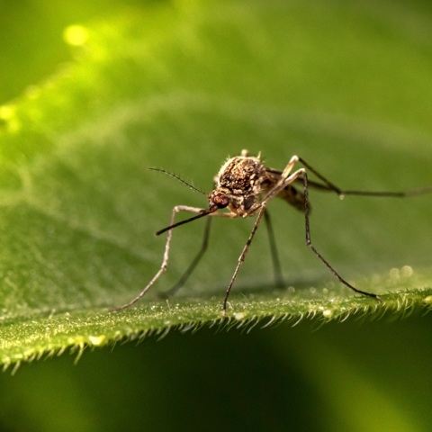 Κουνούπια εντοπίστηκαν για πρώτη φορά στην Ισλανδία 