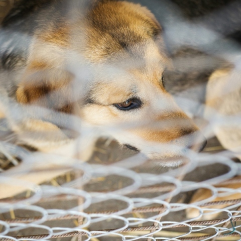 σκυλος σε κλουβι