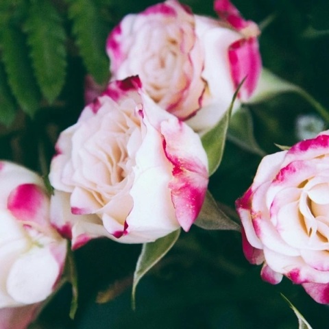 Εορτολόγιο, λουλουδια