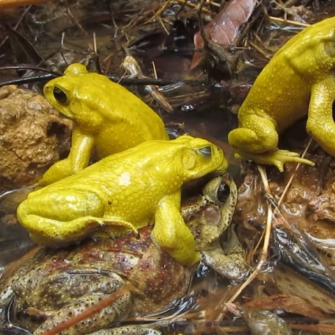 Ασιατικοί κοινοί φρύνοι του είδους Duttaphrynus melanostictus