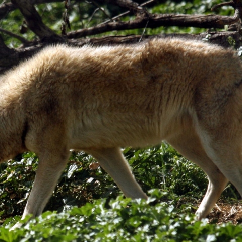 Νέα εμφάνιση λύκου στη Χαλκιδική
