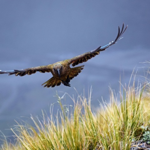 Νέα Ζηλανδία: Προειδοποιήσεις για το «πουλί της χρονιάς» - Πραγματοποιεί επιθέσεις στους «εισβολείς»