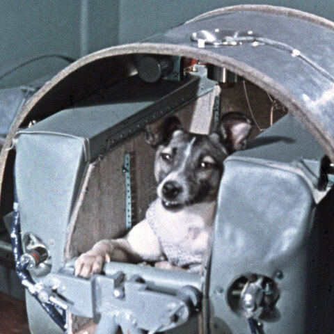 Η Λάικα, ο πρώτος σκύλος στο διάστημα, στην κάψουλα Σπούτνικ 2