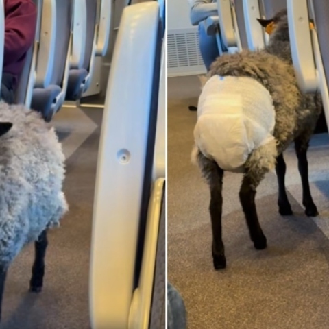 πρόβατο με πάνα σε τρένο