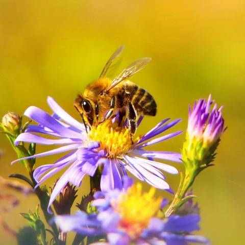 Η μέλισσα με «κέρατα διαβόλου» – Το νέο ενδημικό είδος που ανακάλυψαν επιστήμονες 