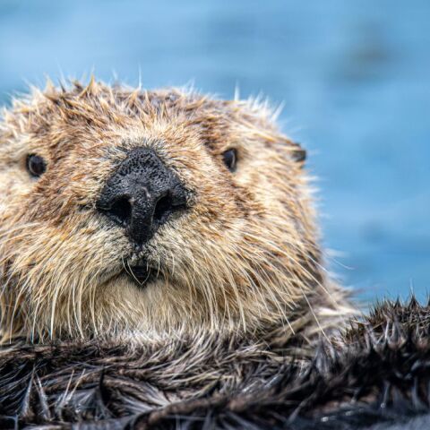 Μωρό θαλάσσιας ενυδρίδας επανενώνεται με τη μητέρα του στην Καλιφόρνια μετά από δραματική επιχείρηση διάσωσης