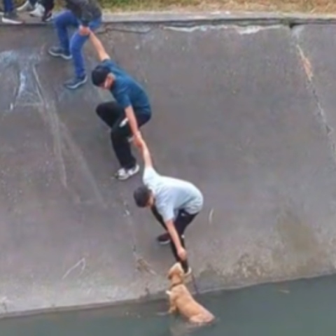 Κολομβία, διασωση σκυλο απο καναλι