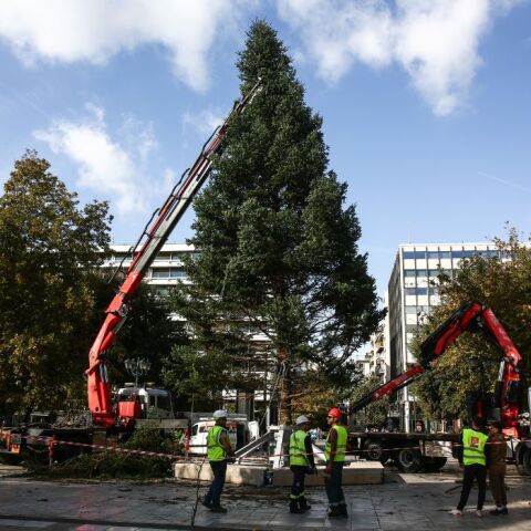 Η Αθήνα μπαίνει σε γιορτινούς ρυθμούς: Έφτασε το χριστουγεννιάτικο δέντρο από τη Βυτίνα