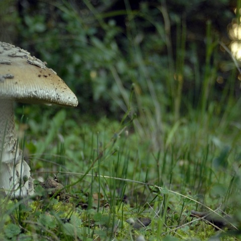 Στην Ιταλία για μεταμόσχευση ήπατος το ζευγάρι που κατανάλωσε δηλητηριώδη μανιτάρια
