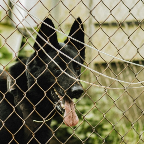 μαυρος σκυλος