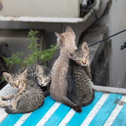 Νέα Ζηλανδία, γατες