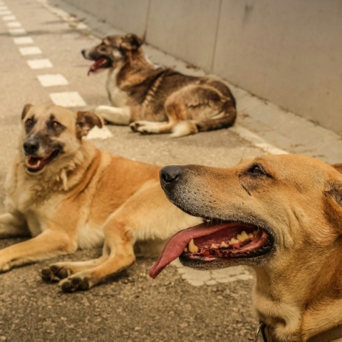 αδεσποτα σκυλια