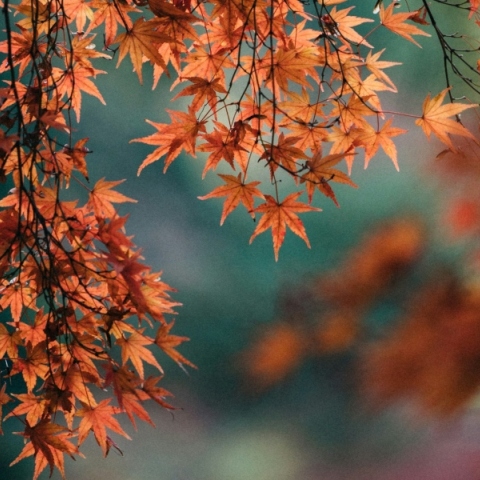 Τι πιστεύουν οι επιστήμονες για το πώς και γιατί τα φύλλα των δέντρων αλλάζουν χρώμα