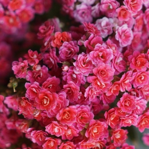 Εορτολόγιο: Σήμερα 29 Νοεμβρίου 2025 γιορτάζει...