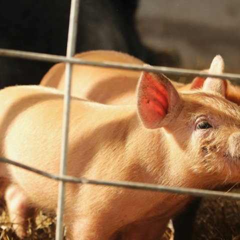 Ισπανία: Ανιχνεύθηκαν τα πρώτα από το 1994 κρούσματα αφρικανικής πανώλης των χοίρων