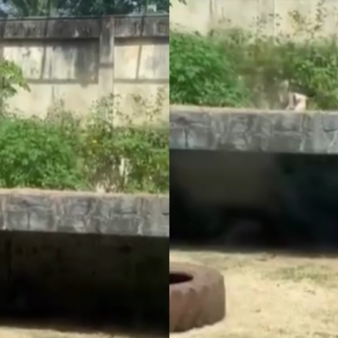 Βραζιλία: Λιονταρίνα κατασπάραξε έναν 19χρονο σε ζωολογικό κήπο