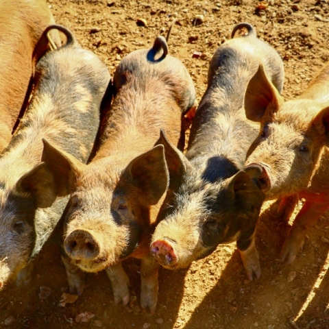 γουρουνακια