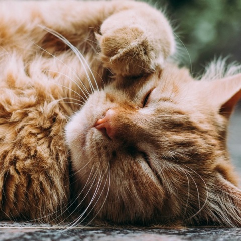 Η γαλλική δικαιοσύνη έκρινε ένοχο...έναν γάτο - Το «έγκλημα» που διέπραξε