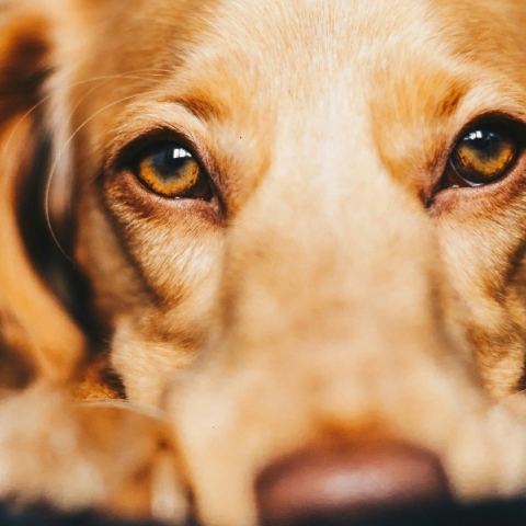 Γιατί τα μάτια του σκύλου σου μπορεί να σου «λένε» το ακριβώς αντίθετο από αυτό που νιώθει