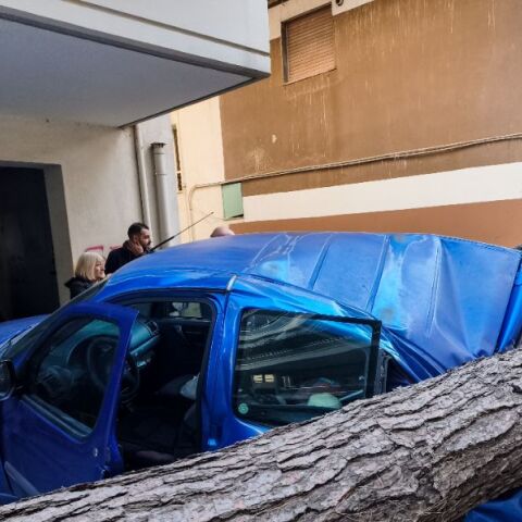 Θεσσαλονίκη: Πτώση μεγάλου δένδρου στη Χαριλάου- Ζημιές σε σταθμευμένα ΙΧ