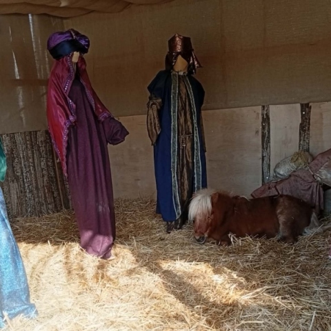 πόνι σε φάτνη