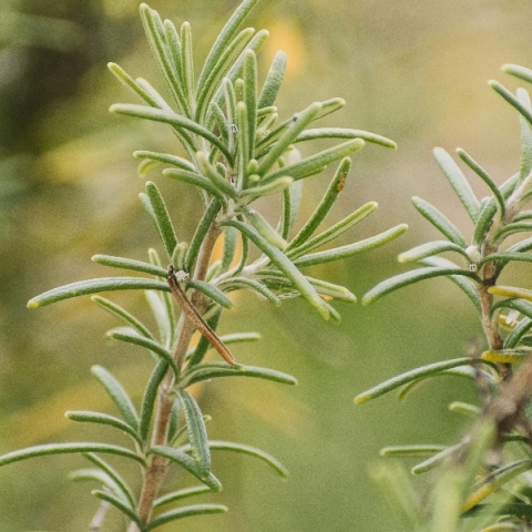 Το δεντρολίβανο και ο εγκέφαλος: γιατί η επιστήμη το κοιτάει ξανά