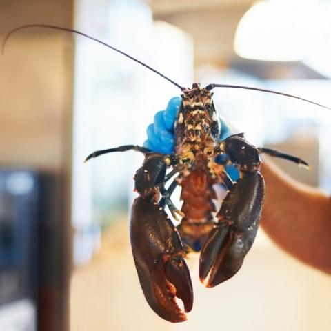 βράσιμο ζωντανών αστακών