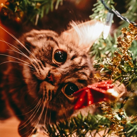 Γάτες και χριστουγεννιάτικα δέντρα: Οδηγός για ασφαλείς γιορτές